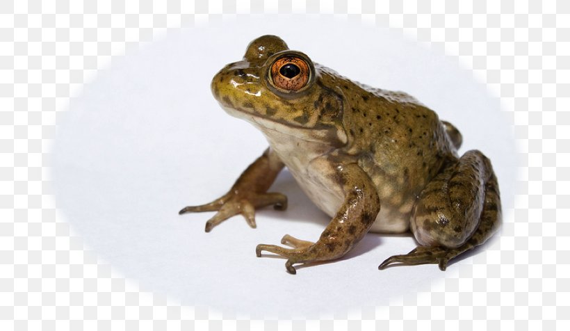 American Bullfrog Amphibian African Bullfrog Invasive Species, PNG, 713x476px, American Bullfrog, African Bullfrog, American Water Frogs, Amphibian, Bullfrog Download Free