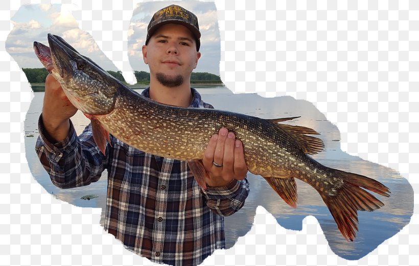 Northern Pike Fishing Carp Trout Pikes, PNG, 800x522px, Northern Pike, Carp, Cod, Fish, Fishing Download Free