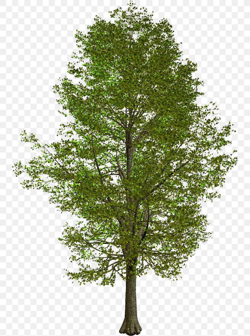 Tree Oak Trunk Branch American Sycamore, PNG, 742x1102px, Tree, American Sycamore, Branch, Cinema 4d, Deciduous Download Free
