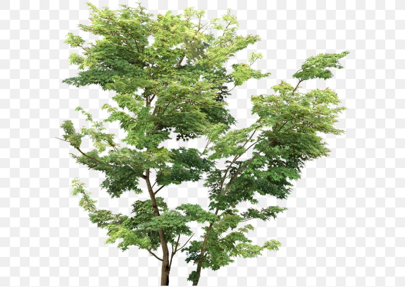 Tree Rendering, PNG, 600x581px, Tree, Branch, Copying, Data, Evergreen Download Free