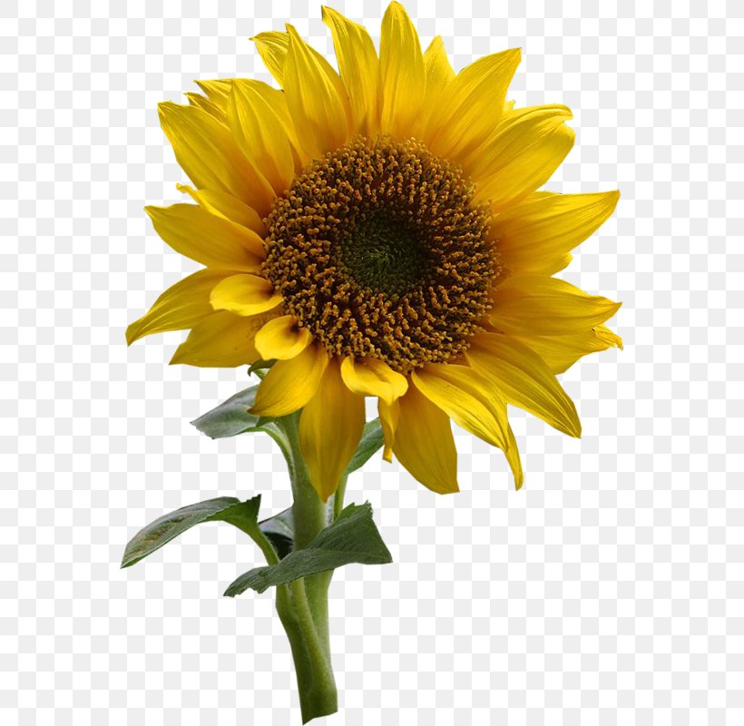 Common Sunflower Drawing Desktop Wallpaper, PNG, 556x800px, Common Sunflower, Annual Plant, Asterales, Common Daisy, Daisy Family Download Free