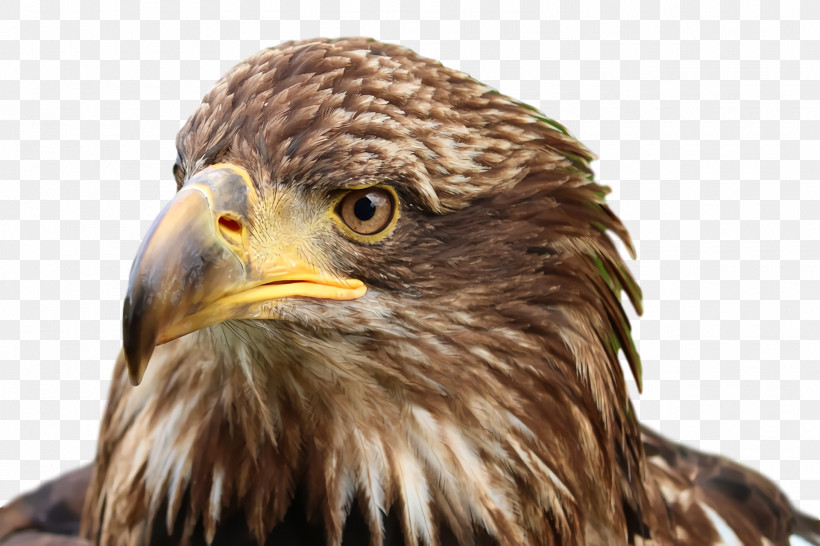 Eagle Buzzard Hawk Common Buzzard Falcon, PNG, 1920x1280px, Eagle, Beak, Buzzard, Closeup, Common Buzzard Download Free