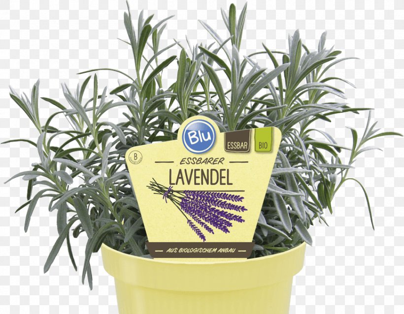 English Lavender Herb Flowerpot Centimeter, PNG, 870x677px, English Lavender, Blond, Centimeter, Flowerpot, Herb Download Free