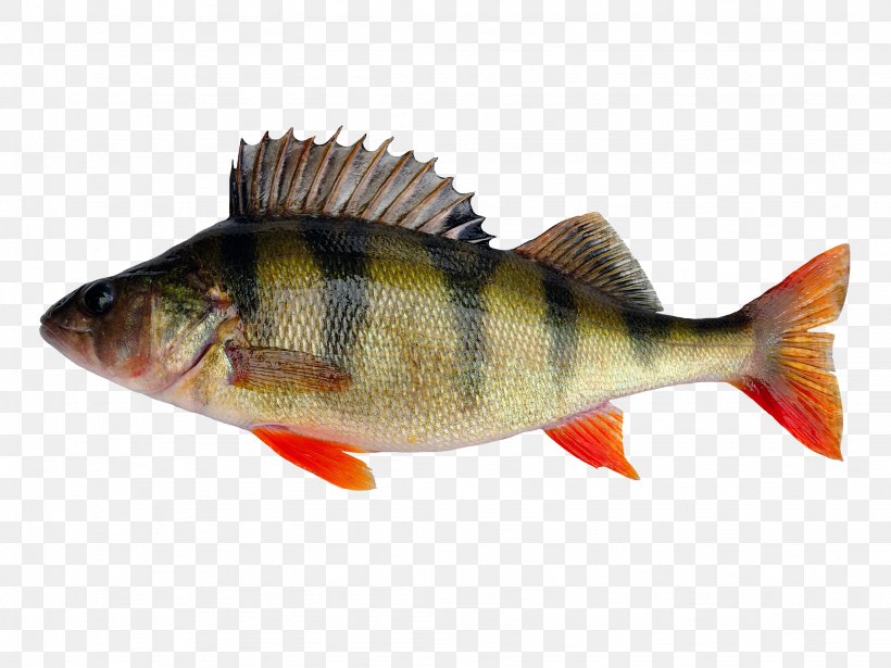 European Perch Fishing Yellow Perch Stock Photography, PNG, 2048x1536px, European Perch, Barramundi, Bass, Bony Fish, Burbot Download Free