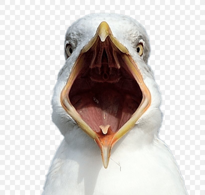 Gulls Bird Beak Common Gull Animal, PNG, 988x941px, Gulls, Animal, Beak, Bird, Common Gull Download Free