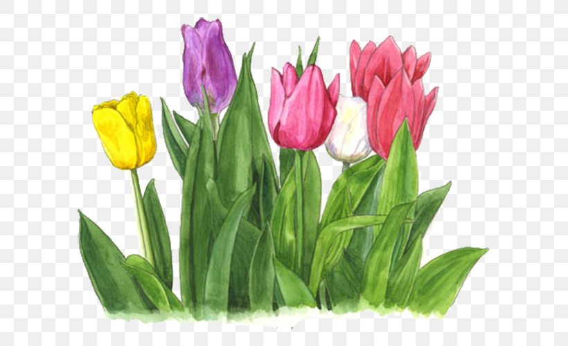 Tonami Tulipa Gesneriana Cut Flowers Fasciolaria Tulipa, PNG, 615x500px, Tulipa Gesneriana, Cut Flowers, Fasciolaria, Floral Design, Floristry Download Free