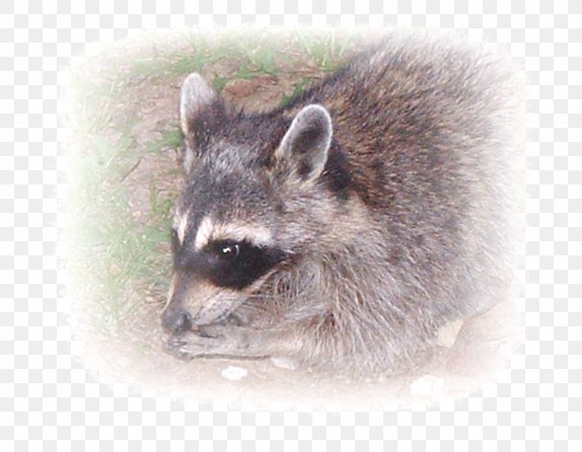 Whiskers Raccoon Viverridae Fur Snout, PNG, 2813x2187px, Whiskers, Carnivoran, Fauna, Fur, Mammal Download Free