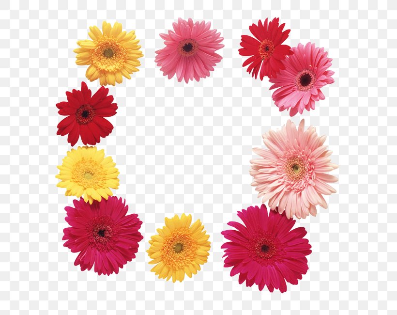 Flower Transvaal Daisy Clip Art, PNG, 650x650px, Flower, Annual Plant, Artificial Flower, Chrysanths, Cut Flowers Download Free