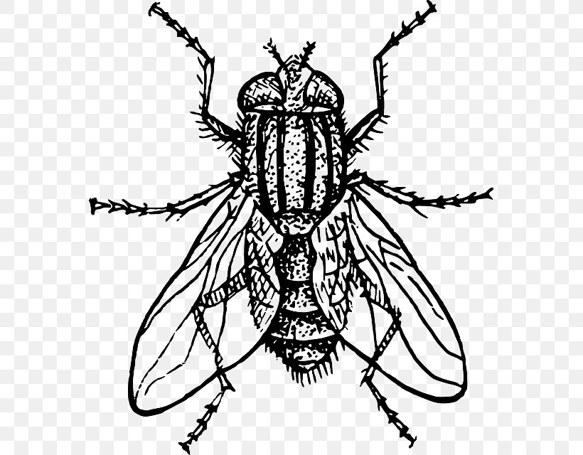Insect Drawing Housefly Clip Art, PNG, 569x640px, Insect, Art, Arthropod, Artwork, Black And White Download Free