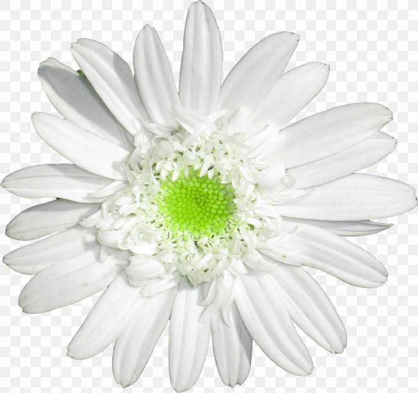 Oxeye Daisy Daisy Family German Chamomile Cut Flowers, PNG, 1200x1129px, Oxeye Daisy, Advertising, Aster, Black And White, Chrysanthemum Download Free