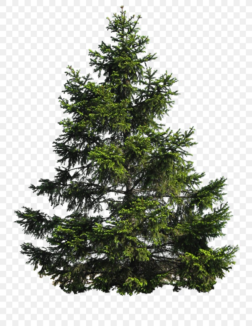 Pine Tree, PNG, 755x1059px, Pine, Biome, Branch, Christmas Decoration, Christmas Tree Download Free
