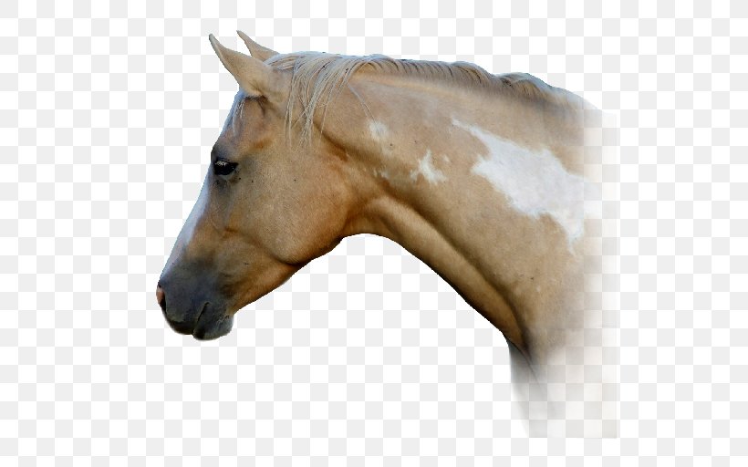 American Paint Horse American Quarter Horse Mane Mustang Halter, PNG, 538x512px, American Paint Horse, American Quarter Horse, Animal, Breed, Fauna Download Free