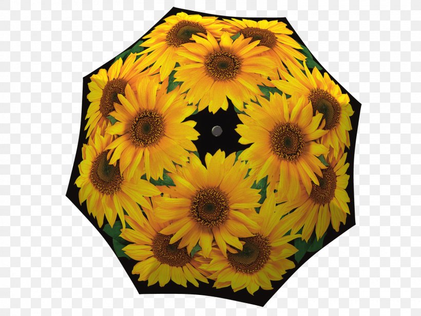 Common Sunflower Umbrella Daisy Family Cut Flowers, PNG, 1600x1200px, Common Sunflower, Cut Flowers, Daisy Family, Designer, Flower Download Free