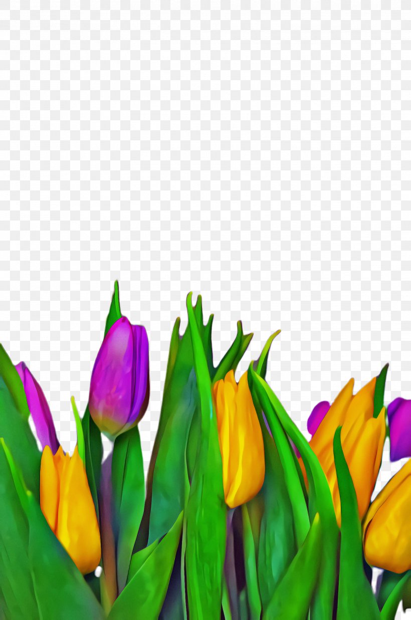 Flowers Background, PNG, 1628x2456px, Tulip, Blossom, Botany, Bud, Cut Flowers Download Free