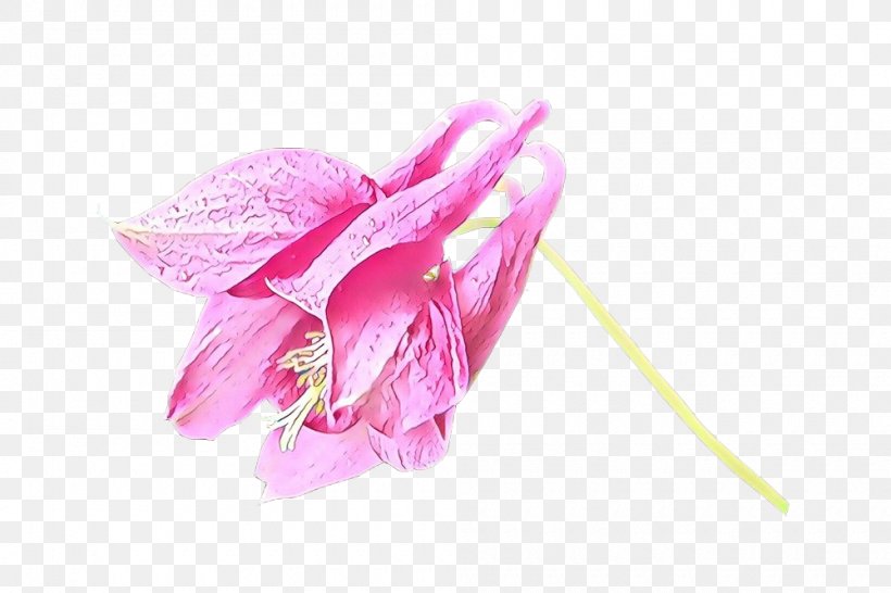 Pink Flower Petal Plant Flowering Plant, PNG, 1000x666px, Cartoon, Cut Flowers, Flower, Flowering Plant, Lily Family Download Free