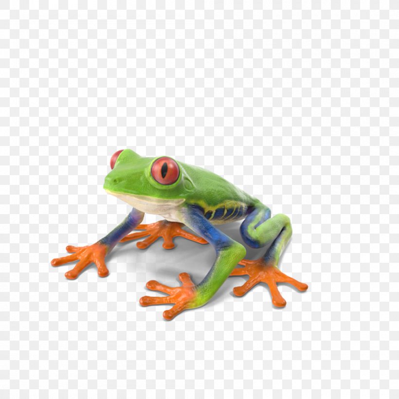 Red-eyed Tree Frog True Frog, PNG, 1000x1000px, Tree Frog, Amphibian, Color, Eye, Frog Download Free