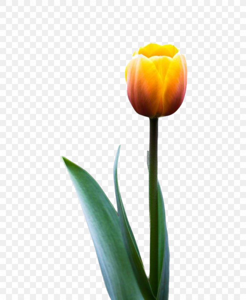 Tulip Flower, PNG, 999x1219px, Tulip, Cut Flowers, Flower, Flowering Plant, Lily Family Download Free