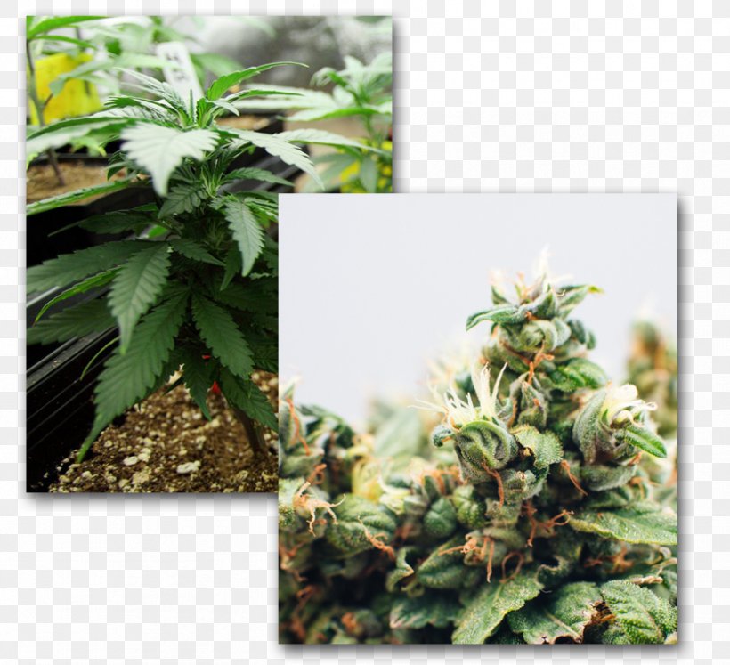 Adult Use Of Marijuana Act Medical Cannabis Cannabis Cultivation Medicine, PNG, 834x760px, Adult Use Of Marijuana Act, American Medical Association, Cannabidiol, Cannabinoid, Cannabis Download Free