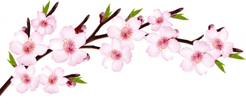 Cherry Blossom Flower, PNG, 1024x434px, Blossom, Branch, Cherry Blossom, Cut Flowers, Floral Design Download Free