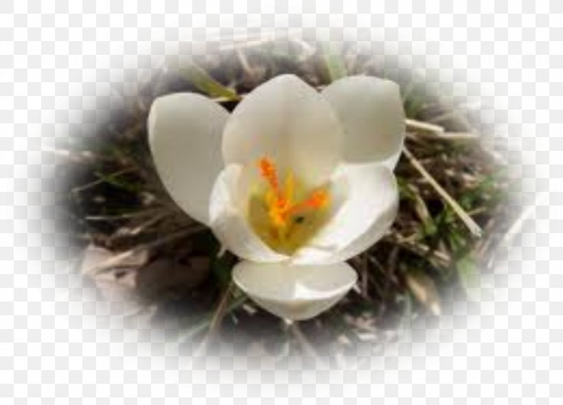 Crocus, PNG, 910x656px, Crocus, Flower, Flowering Plant, Plant Download Free