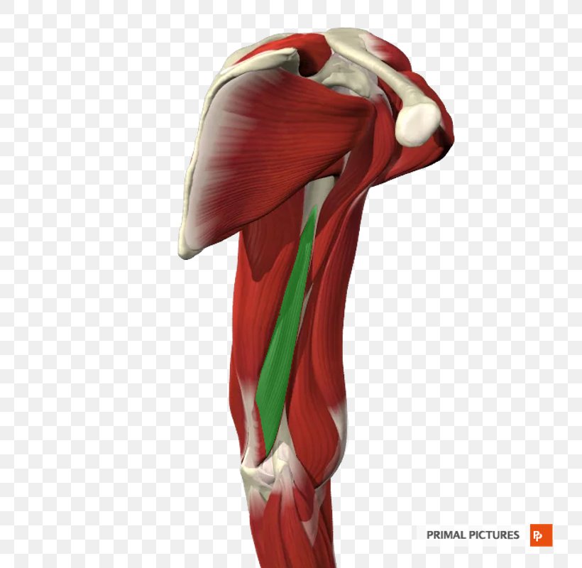 Hip Silk Knee Shoulder KBR, PNG, 800x800px, Hip, Arm, Human Leg, Joint, Kbr Download Free