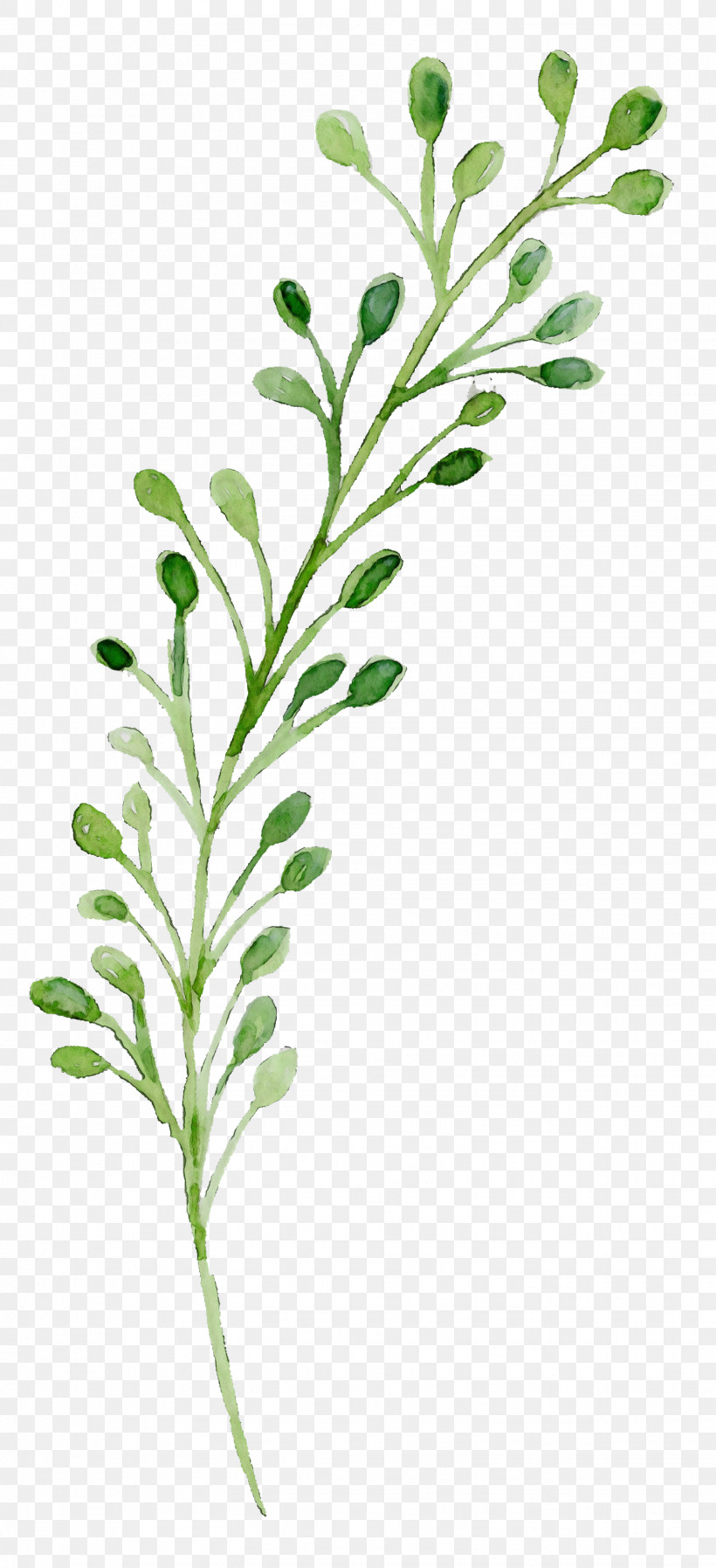 Leaf Plant Stem Herbal Medicine Twig Leaf Vegetable, PNG, 1547x3387px, Watercolor, Flower, Grasses, Herb, Herbal Medicine Download Free