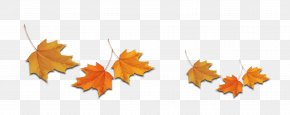 Leaf - Maple Leaf Deciduous PNG
