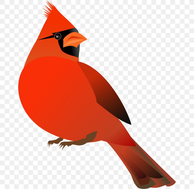 Northern Cardinal Free Content Website Clip Art, PNG, 666x800px, Northern Cardinal, Beak, Bird, Cardinal, Copyright Download Free