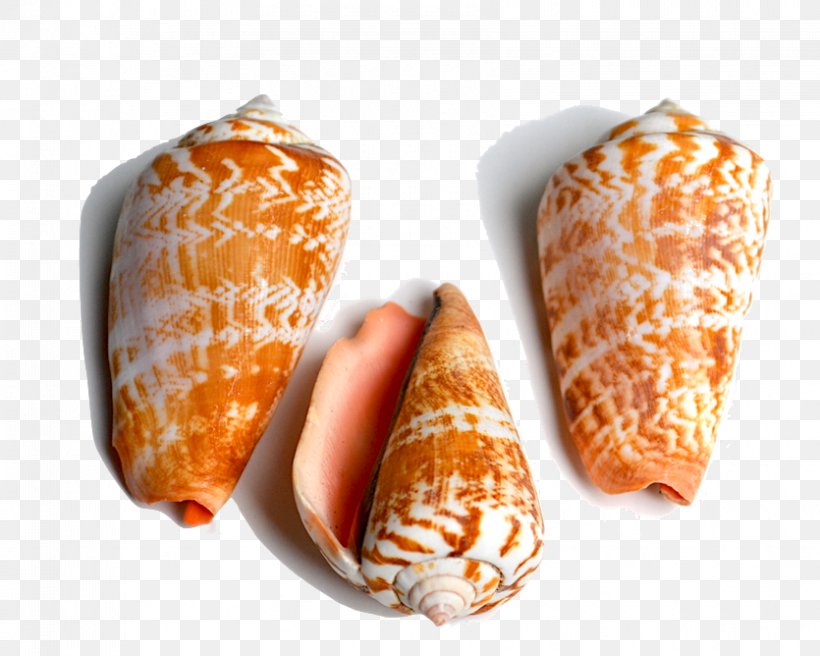 Seashell Conchology Cone Snails Cowry, PNG, 835x668px, Seashell, Animal, Conch, Conchology, Cone Download Free