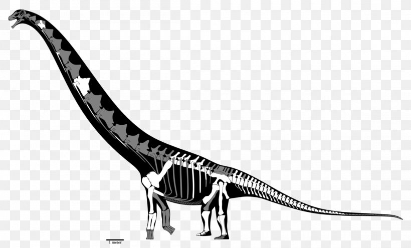 Tyrannosaurus Futalognkosaurus Mamenchisaurus Dreadnoughtus Dinosaur, PNG, 1150x695px, Tyrannosaurus, Black And White, Carcharodontosaurus, Dinosaur, Dreadnoughtus Download Free