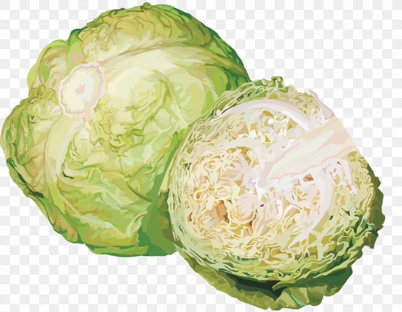 Cabbage Broccoli Kohlrabi Clip Art Vegetable, PNG, 2560x1986px, Cabbage, Broccoli, Brussels Sprouts, Cauliflower, Cruciferous Vegetables Download Free