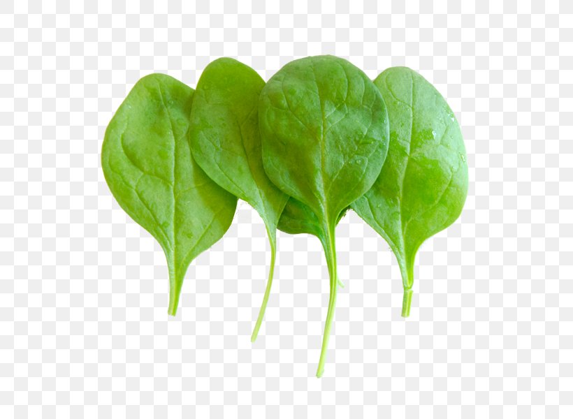 Chard Spring Greens Komatsuna Romaine Lettuce Leaf Vegetable, PNG, 600x600px, Chard, Herb, Komatsuna, Leaf, Leaf Vegetable Download Free