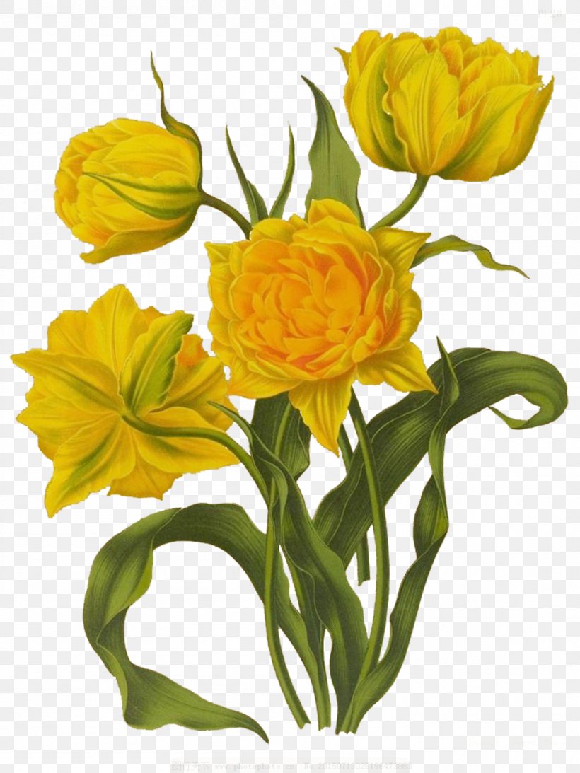 Floral Design Tulip Drawing Illustration, PNG, 999x1332px, Floral Design, Art, Botanical Illustration, Botany, Cut Flowers Download Free