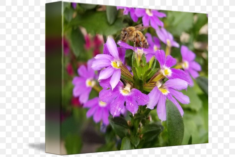 Honey Bee Nectar Vervain Pollen, PNG, 650x549px, Honey Bee, Annual Plant, Bee, Flora, Flower Download Free