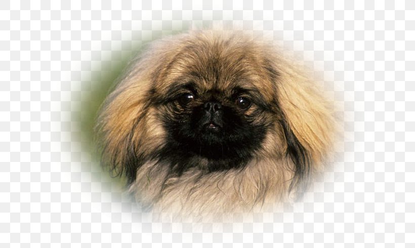 Pekingese Tibetan Spaniel Chinese Imperial Dog Dog Breed Companion Dog, PNG, 652x490px, Pekingese, Affenpinscher, Animal, Breed, Carnivoran Download Free