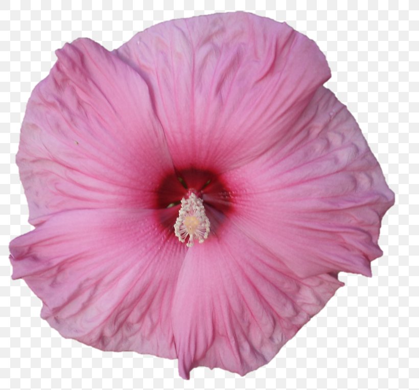 Shoeblackplant Pink M Herbaceous Plant Hibiscus, PNG, 800x763px, Shoeblackplant, China Rose, Chinese Hibiscus, Flower, Flowering Plant Download Free