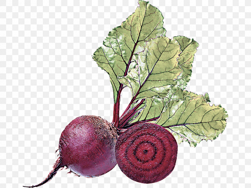 Beetroot Turnip Beet Radish Leaf, PNG, 866x650px, Beetroot, Beet, Flower, Food, Leaf Download Free