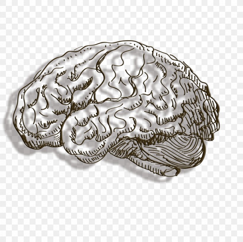 Human Brain Cerebrum, PNG, 1181x1181px, Brain, Agy, Cerebrum, Homo Sapiens, Human Brain Download Free