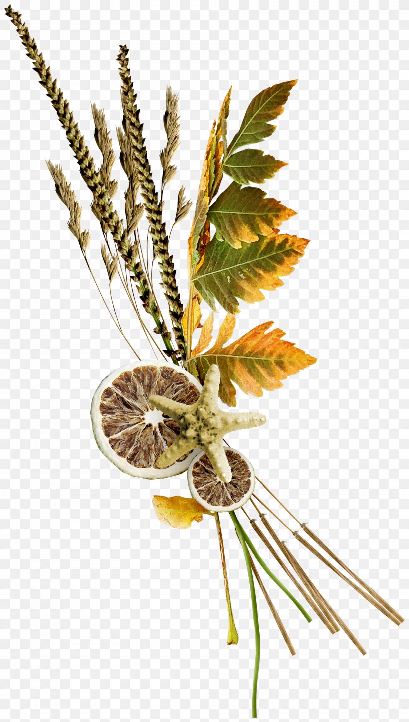 Leaf Twig Pomelo, PNG, 1763x3113px, Leaf, Branch, Designer, Flower, Google Images Download Free