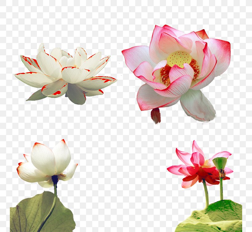 Nelumbo Nucifera Petal, PNG, 756x756px, Nelumbo Nucifera, Aquatic Plant, Artificial Flower, Blossom, Flower Download Free