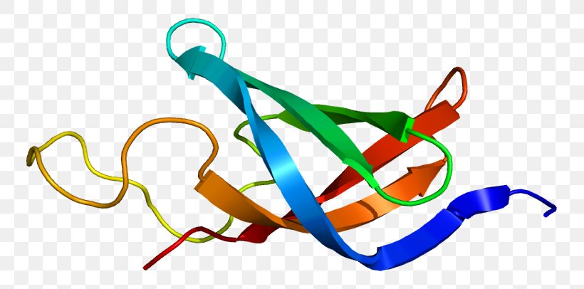RNA Polymerase DNA-binding Protein Y Box Binding Protein 1 Gene, PNG, 795x406px, Rna Polymerase, Cell, Dnabinding Protein, Fashion Accessory, Gene Download Free