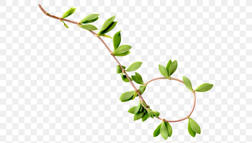 Twig Plant Stem Leaf, PNG, 600x465px, Twig, Branch, Leaf, Plant, Plant Stem Download Free