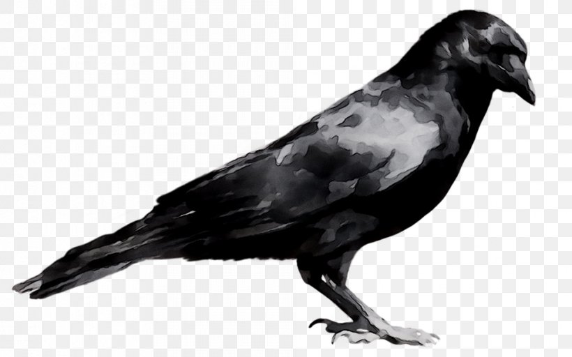 American Crow Common Raven Fauna Beak Feather, PNG, 990x619px, American Crow, Beak, Bird, Blackbird, Common Raven Download Free