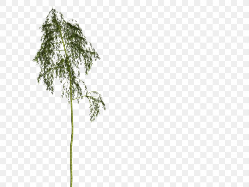 Bamboo Woody Plant Tree Plant Stem, PNG, 1280x960px, Bamboo, Bamboe, Branch, Drawing, Flora Download Free