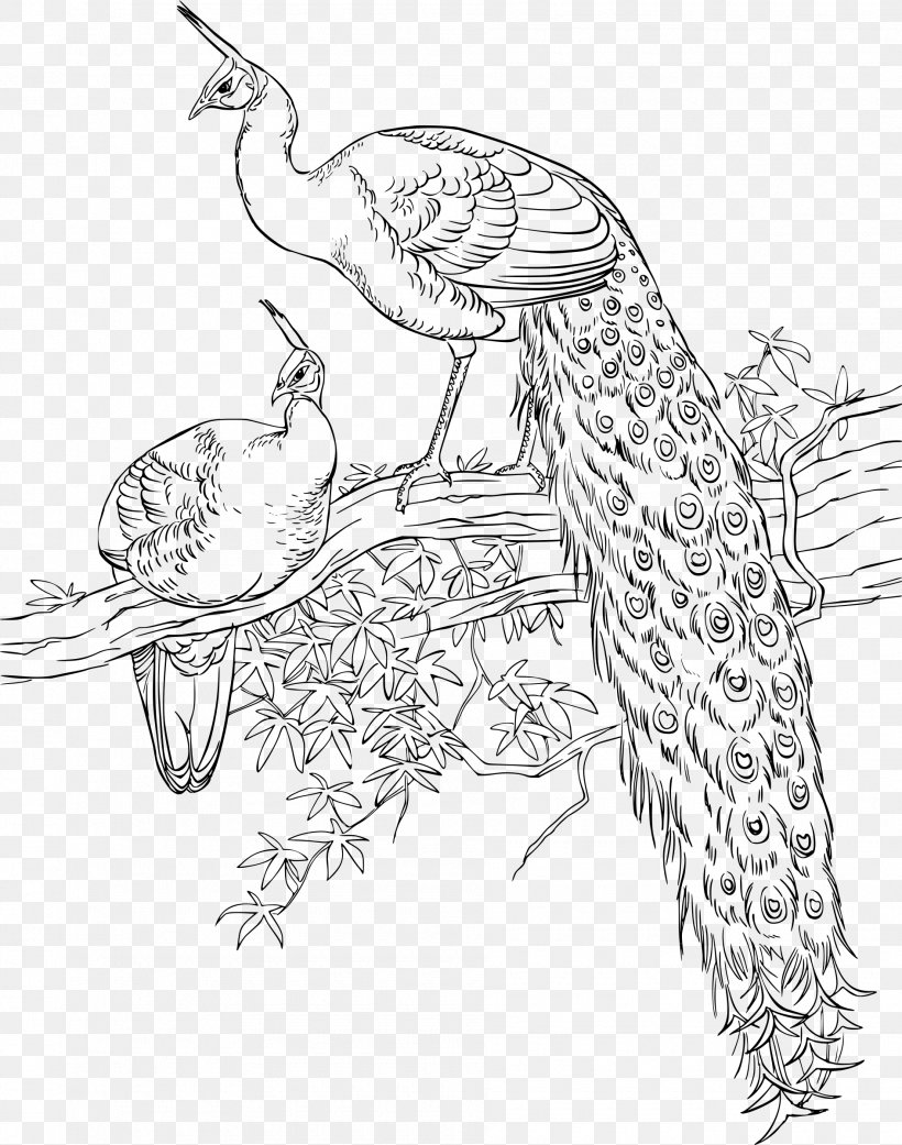 Bird Asiatic Peafowl Coloring Book Drawing, PNG, 1890x2400px, Bird, Adult, Animal, Art, Artwork Download Free