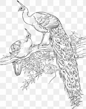 Bird - Bird Asiatic Peafowl Coloring Book Drawing PNG