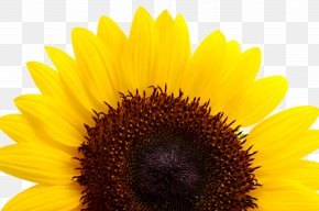 Sunflower - Common Sunflower Yellow Sunflower Seed PNG