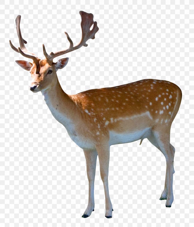 Deer Clip Art, PNG, 1232x1438px, Deer, Antler, Barasingha, Fallow Deer, Fauna Download Free