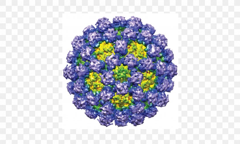 Norovirus Gastroenteritis Norwalk Virus Capsid Murine Norovirus, PNG, 2086x1259px, Norovirus Gastroenteritis, Bead, Caliciviridae, Capsid, Disease Download Free
