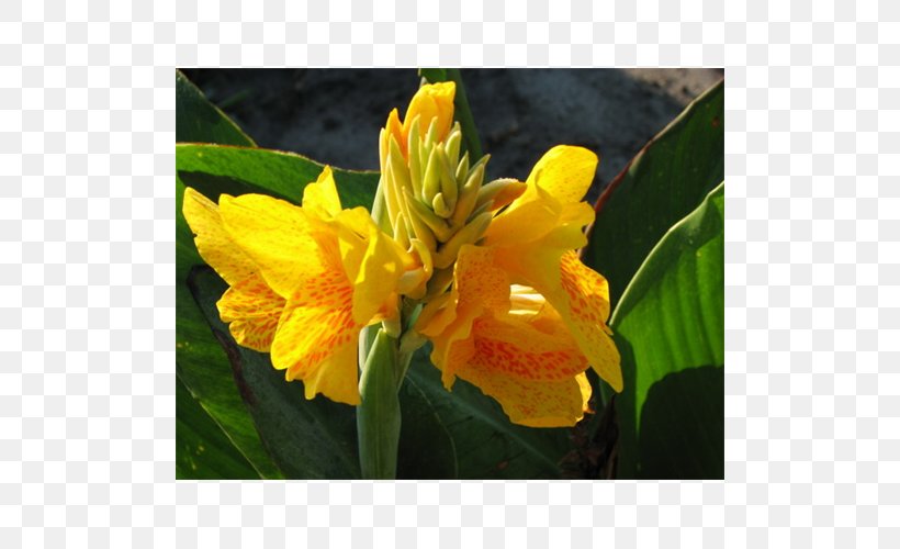 Canna Indian Shot Cattleya Orchids, PNG, 500x500px, Canna, Canna Family, Canna Lily, Cattleya, Cattleya Orchids Download Free